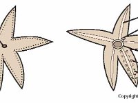 Asteroidea Starfish  madraporite, radial canal, madreporite, ring canal, ampulla, tube foot : madraporite, radial canal, madreporite, ring canal, ampulla, tube foot