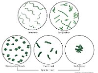 Bacterial Cell Morphologies  spirochetes, rod, bacillus, diplococci, tetrads, streptococci, staphylococci, spherical, cocci : spirochetes, rod, bacillus, diplococci, tetrads, streptococci, staphylococci, spherical, cocci