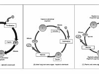 Organism Life Cycles  animal, diploid, meiosis, zygote, fertilization, gametes, mitosis, multicellular, fungi, algae, haploid, plants, spores, gametophyte, sporophyte : animal, diploid, meiosis, zygote, fertilization, gametes, mitosis, multicellular, fungi, algae, haploid, plants, spores, gametophyte, sporophyte
