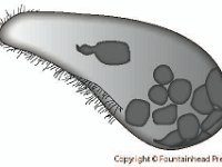 Blepharisma  unicellular, ciliate, protist, microbe : unicellular, ciliate, protist, microbe