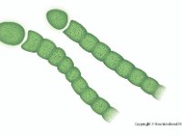 Blue Green Algae  algae, bluegreen : algae, bluegreen