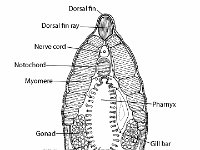 Branchiostoma Cross Section  dorsal fin, dorsal fin ray, nerve cord, notochord, myomere, gonad, gillslit, arterial cavity, gill bar, pharnyx, lancelet : dorsal fin, dorsal fin ray, nerve cord, notochord, myomere, gonad, gillslit, arterial cavity, gill bar, pharnyx, lancelet