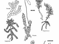 Bryophytes  porella, mosses, spagnum, brylum, polytrichum, liverwort, merchantia, hornwort, antoceros, non-vascular, land plants : porella, mosses, spagnum, brylum, polytrichum, liverwort, merchantia, hornwort, antoceros, non-vascular, land plants