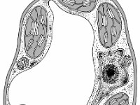 Cell  unlabeled cell : unlabeled cell