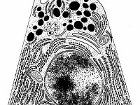 Cell 2  unlabeled cell : unlabeled cell