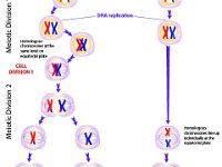 Cell Division: Mitosis and Meiosis  DNA replication, cell division, meiotic division, homologous chromosomes, equatorial plane : DNA replication, cell division, meiotic division, homologous chromosomes, equatorial plane