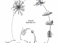 Cellular Slime Mild Lifecycle  asexual reproduction, sexual reproduction : asexual reproduction, sexual reproduction