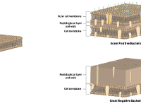 Cross Section of Bacterial Cell Walls:  Gram Positive and Gram Negative  outer cell membrane, peptidoglycan layer, cell membrane, lipopolysaccharides, plasma membrane, integral protein, porins, polysaccharides, teichoic acid, lipoteichoic acid : outer cell membrane, peptidoglycan layer, cell membrane, lipopolysaccharides, plasma membrane, integral protein, porins, polysaccharides, teichoic acid, lipoteichoic acid<br>