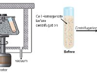 Centrafuge Concepts  sedimenting material, fixed angle rotor, armored chamber, cetrifugation, pellet, supernatant, motor,  vacuum, refridgeration, cell homogenate : sedimenting material, fixed angle rotor, armored chamber, cetrifugation, pellet, supernatant, motor, vacuum, refridgeration, cell homogenate