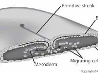 Chick Embryo Labeled Diagram: 16 Hours After Fertilization  mesoderm, primitive streak, ectoderm, migrating cells, endoderm, development, fertilization : mesoderm, primitive streak, ectoderm, migrating cells, endoderm, development, fertilization