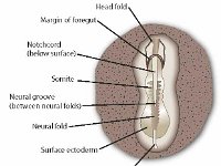 Chick Embryo Labeled Diagram: 24 Hours After Fertilization  head fold, margin of foregut, notchord, somite, neural grove, neural folds, surface ectoderm, primitive streak, development,  fertilization : head fold, margin of foregut, notchord, somite, neural grove, neural folds, surface ectoderm, primitive streak, development, fertilization
