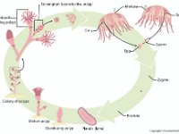 Cnidaria Life Cycle  hydranth, gonangium, medusa, testis, ovary, egg, sperm, blastula, planula, polyp, zygote, sexual, reproduction : hydranth, gonangium, medusa, testis, ovary, egg, sperm, blastula, planula, polyp, zygote, sexual, reproduction