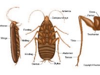 Anatomical Illustration of a Cockroach  prothorax, wings, foreleg, midleg, hindleg, cercus, stylus, tarsus, abdomen, tibia, compound eye, coxa, femur, trochanter : prothorax, wings, foreleg, midleg, hindleg, cercus, stylus, tarsus, abdomen, tibia, compound eye, coxa, femur, trochanter
