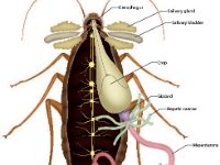Anatomical Illustration of a Cockroach Digestive System  oesophagus, salivary gland, salivary bladder, crop, gizzard, hepatic caecae, mesenterons, rectum, colon, lleum, malpighian tubules : oesophagus, salivary gland, salivary bladder, crop, gizzard, hepatic caecae, mesenterons, rectum, colon, lleum, malpighian tubules