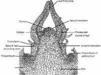 Coleus Stem Tip  leaf primordia, apical meristem, provascular strand of leaf, ground meristem, primordium of axillary bud, pith, procambium, base of leaf encircling stem, protoderm,  corpus, tunica : leaf primordia, apical meristem, provascular strand of leaf, ground meristem, primordium of axillary bud, pith, procambium, base of leaf encircling stem, protoderm, corpus, tunica