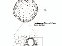 Corn Stem Cross Section  pith, herbaceous, monocot, vascular bundle : pith, herbaceous, monocot, vascular bundle