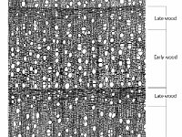 Cross Section of Maple Wood  late wood, early wood : late wood, early wood