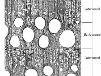 Cross Section of Oak Wood  late wood, early wood : late wood, early wood