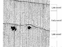 Cross Section of Oine Wood  late wood, early wood : late wood, early wood
