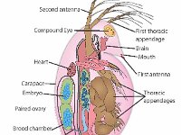 Anatomical Illustration of a Daphnia  carapace, embryo, paired ovary, brood chamber, oviduct, abdominal claw, thoracic appendages, first antenna : carapace, embryo, paired ovary, brood chamber, oviduct, abdominal claw, thoracic appendages, first antenna