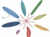 Diatoms  theca : theca