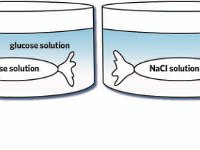 Diffusion Experimental Design  glucose solution, water, salt solution, dye solution : glucose solution, water, salt solution, dye solution