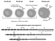 Immumoglobulin Gene Arrangement  pro-B cell, pre-B cell, B cell, plasma cell, RAG1, RAG2, V Chain, D Chain, J Chain, C Chain, antibody : immunology, pro-B cell, pre-B cell, B cell, plasma cell, RAG1, RAG2, V Chain, D Chain, J Chain, C Chain, antibody