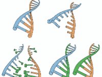DNA Replication  sugar, phosphate, backbone, adenine, thymine, cytosine, guanine : sugar, phosphate, backbone, adenine, thymine, cytosine, guanine