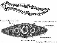 Anatomical Illustration of a Dugesia  dorsoventral muscle bands, ventral nerve cords, branches of gastrovascular cavity, mesenchyme, ciliated epidermis : dorsoventral muscle bands, ventral nerve cords, branches of gastrovascular cavity, mesenchyme, ciliated epidermis