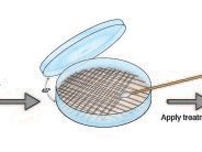 E-Coli Dish : ecoli, dish