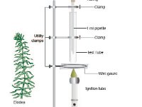 Photosynthesis Experimental Design withElodea 2  light, photosynthesis, elodea	test tube, clamp : light, photosynthesis, elodea, test tube, clamp