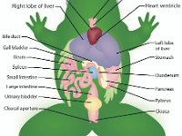 Anatomical Illustration of a Frog  amphibian, cloacal aperture, urinary bladder, cloaca, pylorus, duodenum, stomach, heart, ventricle, spleen, intestine, bile duct, esophagus : amphibian, cloacal aperture, urinary bladder, cloaca, pylorus, duodenum, stomach, heart, ventricle, spleen, intestine, bile duct, esophagus