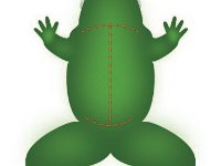 Frog Incision Lines  dissection, frog : dissection, frog