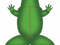 Frog Incision Lines  dissection, frog : dissection, frog