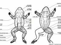 Anatomical Illustration of Frog: Muscles  anconeus, deltoid, oblique, gluteus, semimembranosus, peroneus, gastrocnemium, achilles tendon, dorsi, scapulae, mylohoid, sartorius, gracilas : anconeus, deltoid, oblique, gluteus, semimembranosus, peroneus, gastrocnemium, achilles tendon, dorsi, scapulae, mylohoid, sartorius, gracilas