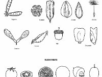 Types of Fruit  dry, fleashy, legume, capsule, achene, samara, follicle, nut, caryopsis, berry, hesperidium, drupe, pome, druplets, aggregate : dry, fleashy, legume, capsule, achene, samara, follicle, nut, caryopsis, berry, hesperidium, drupe, pome, druplets, aggregate