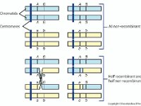 Genetic Crossing Over  chromatids, centromeres, non-recombinant, half recombinant, recombinant : chromatids, centromeres, non-recombinant, half recombinant, recombinant