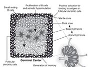 Germinal Center  B cells, lymph node, mantle zone, dark zone, basal light zone, apical zone	, follicular dendritic cells, somatic hypermutation, class switching : immunology, B cells, lymph node, mantle zone, dark zone, basal light zone, apical zone, follicular dendritic cells, somatic hypermutation, class switching