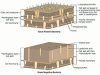 gramposgramnegcellwalls  gametophyte, megaspore, cone, sprorophyte, seed, egg, microspore, pollen : gametophyte, megaspore, cone, sprorophyte, seed, egg, microspore, pollen
