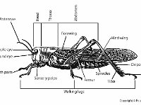 Anatomical Illustration of a Grasshopper  head, thorax, abdomen, forewing, hind wing, ovipositor, tarsi, tibia, spiracles, femur, walking legs, sensory palps, mouth, eye, antennae : head, thorax, abdomen, forewing, hind wing, ovipositor, tarsi, tibia, spiracles, femur, walking legs, sensory palps, mouth, eye, antennae