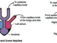 Anatomical Illustration of Different Species Hearts:  Fish, Amphibians, Mammals and Birds  ventricle, atrium, capillary beds : ventricle, atrium, capillary beds