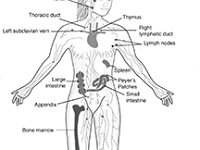 Anatomical Illustration of Human Lymphatic System  adenoids, appendix, bone marrow, lymph nodes, lymphatic duct, thymus	peyer's patches, spleed, intestine, tonsil : immunology, adenoids, appendix, bone marrow, lymph nodes, lymphatic duct, thymus peyer's patches, spleed, intestine, tonsil