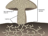 Hyphae From Mycelium  hyphae, spore, mycelium : hyphae, spore, mycelium