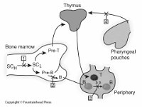 Areas of Possible Immunodeficiency  thymus, bone marrow, periphery, pharyngeal pouches, pre-T, pre-B : thymus, bone marrow, periphery, pharyngeal pouches, pre-T, pre-B