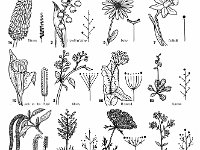 Inflorescence Types  simple spike, spadix, ament, raceme, corymb, panicle, head, umbel, solitary, cyme : simple spike, spadix, ament, raceme, corymb, panicle, head, umbel, solitary, cyme