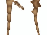 Insect and Crustacean Appendages  biramous, uniramous : biramous, uniramous