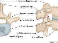 Anatomical Illustration of Human Interveral Disks  superiod articular process, spinous process, traverse process, vertebral foramen, anulus fibrosus, nucleus pulposus, inferior articular process, vertebral body : superiod articular process, spinous process, traverse process, vertebral foramen, anulus fibrosus, nucleus pulposus, inferior articular process, vertebral body