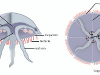 Anatomical Illustration of a Jellyfish  gastric cavity, radial canal, circular canal, gonad, mouth, oral arm, tentacle, rhopalium : gastric cavity, radial canal, circular canal, gonad, mouth, oral arm, tentacle, rhopalium