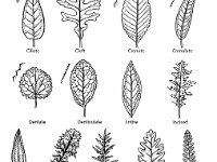 Types of Leaf Margins  ciliate, cleft, crenate, crenulate, denate, denticulate, entire, incised, involute, lacerate, lacinate, lobed, pinnatifid, revolute, serrate, serrulate, sinulate : ciliate, cleft, crenate, crenulate, denate, denticulate, entire, incised, involute, lacerate, lacinate, lobed, pinnatifid, revolute, serrate, serrulate, sinulate