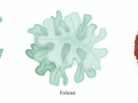 Lichen Body Types  fruticose, foliose, crustos : fruticose, foliose, crustos